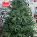 ნაძვის ხე 100% სილიკონი მწვანე 2211G 180 სმ